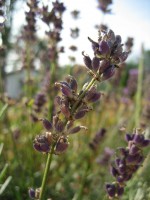 /album/fotogallerij/a2012-08-14-10-42-33-0063-jpg/